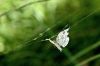 Papillon pris au pi�ge