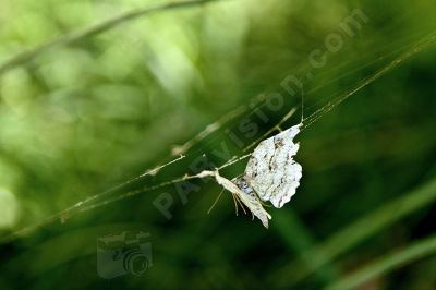 Papillon pris au pige - Photo libre de droit - PABvision.com