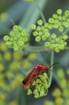 Rhagonycha fulva famille des Cantharidae