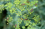 Rhagonycha fulva famille des Cantharidae