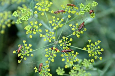 Rhagonycha fulva famille des Cantharidae - Photo libre de droit - PABvision.com