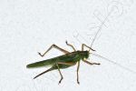 Grande sauterelle verte