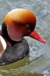  canard nette rousse 