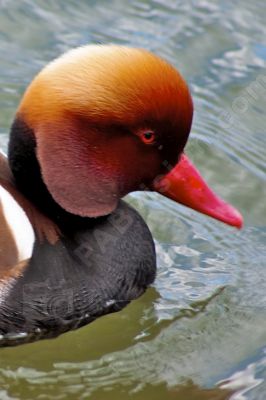  canard nette rousse  - Photo libre de droit - PABvision.com