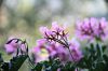 Le geranium lierre