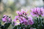 Le geranium lierre