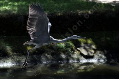 Le hron cendr en plein vol - Photo libre de droit - PABvision.com