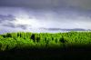 Ciel, nuages et for�ts