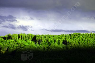 Ciel, nuages et forêts - Photo libre de droit - PABvision.com
