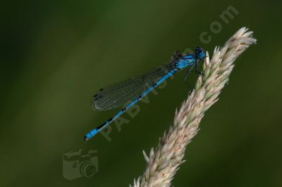 L'Agrions porte-coupe - Photo libre de droit - PABvision.com