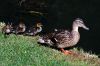 Une m�re et ses petits