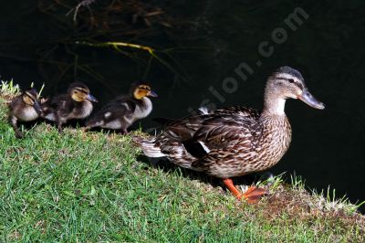 Une mre et ses petits - Photo libre de droit - PABvision.com