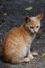 Jeune chaton