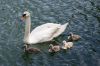 Famille de cygnes