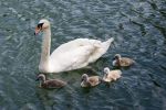 Famille de cygnes