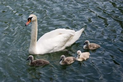 Famille de cygnes - Photo libre de droit - PABvision.com