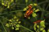 Le rhagonycha fulva