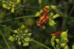 Le rhagonycha fulva