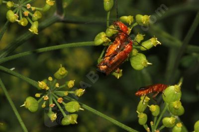 Le rhagonycha fulva - Photo libre de droit - PABvision.com