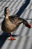 L'�quilibre parfait pour ce canard colvert