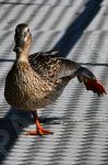 L'quilibre parfait pour ce canard colvert