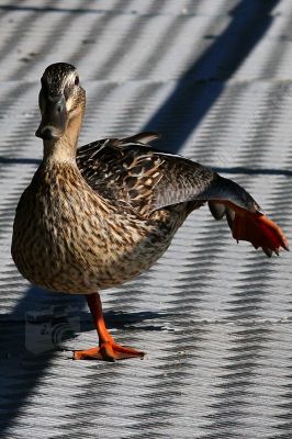 L'équilibre parfait pour ce canard colvert - Photo libre de droit - PABvision.com
