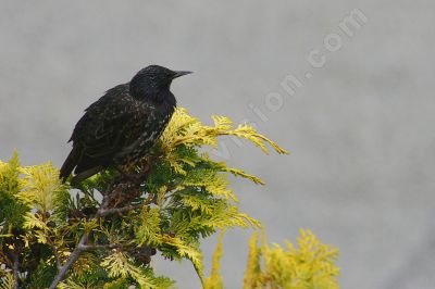 L'étourneau - Photo libre de droit - PABvision.com