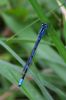 La libellule bleue