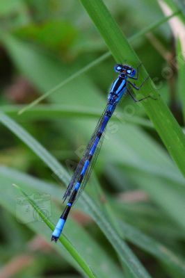 La libellule bleue - Photo libre de droit - PABvision.com