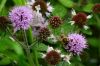 Fleurs sauvages et abeille