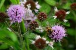 Fleurs sauvages et abeille