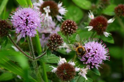 Fleurs sauvages et abeille - Photo libre de droit - PABvision.com