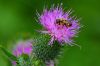 L'abeille au travail
