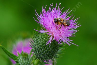 L'abeille au travail - Photo libre de droit - PABvision.com