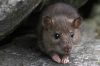 Le Surmulot ou rat d'�gout - Photo libre