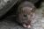Le Surmulot ou rat d'gout - Photos