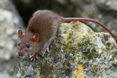 Le Surmulot ou rat d'gout - Photo libre de droit - PABvision.com
