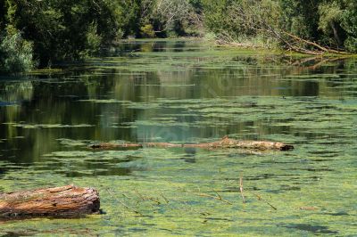 Nature stagnante - Photo libre de droit - PABvision.com