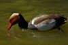  canard nette rousse