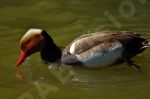  canard nette rousse