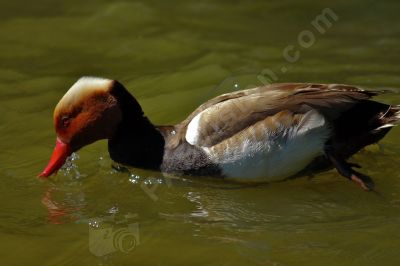 canard nette rousse - Photo libre de droit - PABvision.com