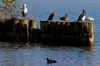Les oiseaux de nos lacs