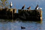 Les oiseaux de nos lacs