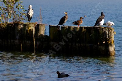 Les oiseaux de nos lacs - Photo libre de droit - PABvision.com