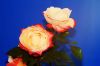 Les roses