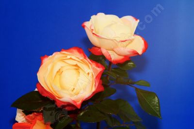 Les roses - Photo libre de droit - PABvision.com