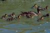 Famille de canards 