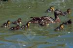 Famille de canards 