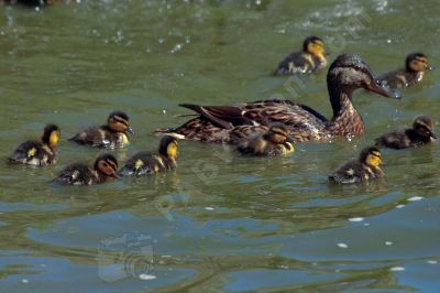 Famille de canards  - Photo libre de droit - PABvision.com