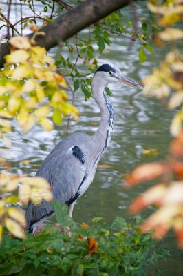 Jardin zoologique de Berlin - Photo libre de droit - PABvision.com